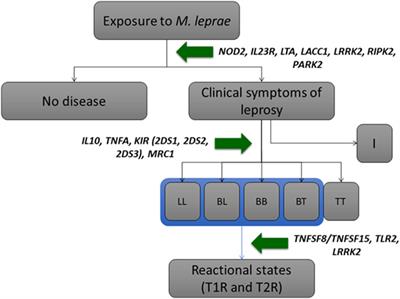 Genetic Susceptibility to Leprosy—From Classic Immune-Related Candidate Genes to Hypothesis-Free, Whole Genome Approaches